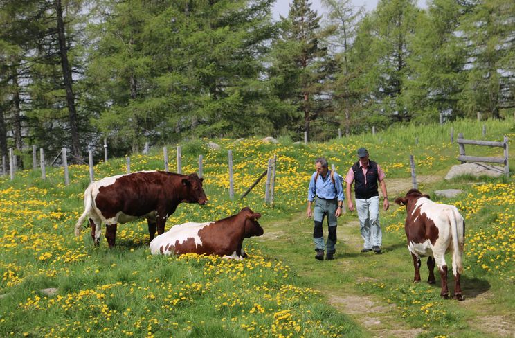 Grundsätzlich dürfen Wanderer nur mit Zustimmung der Besitzer Almen und Weideflächen queren. © LK Kärnten/Pesentheiner Grundsätzlich dürfen Wanderer nur mit Zustimmung der Besitzer Almen und Weideflächen queren. © LK Kärnten/Pesentheiner
