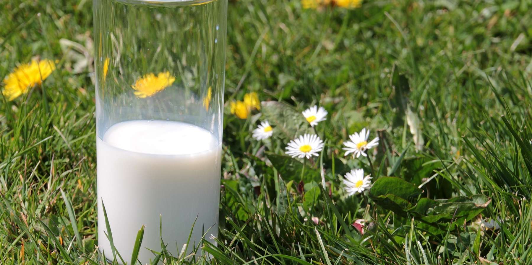Hemmstoffe in der Milch vermeiden © pixabay