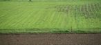 Bodenbearbeitung und Fruchtfolge halten selbst das Erdmantelgras (Hintergrund) zurück © Heinz Köstenbauer Bodenbearbeitung und Fruchtfolge halten selbst das Erdmantelgras (Hintergrund) zurück © Heinz Köstenbauer
