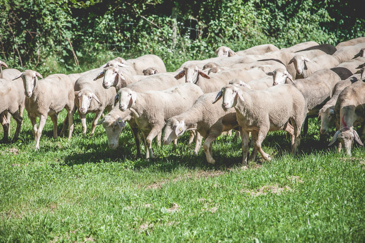 Fruchtbare Mutterrassen, gekreuzt mit fleischbetonten Widdern, bringen Qualität und somit Vermarktungserfolg © AMA/Pseiner Fruchtbare Mutterrassen, gekreuzt mit fleischbetonten Widdern, bringen Qualität und somit Vermarktungserfolg © AMA/Pseiner