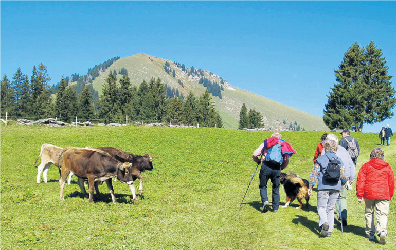 In Zwischenfälle mit Kühen sind immer wieder Hunde und deren Halter verwickelt. © rachid amrous/stock.adobe.com