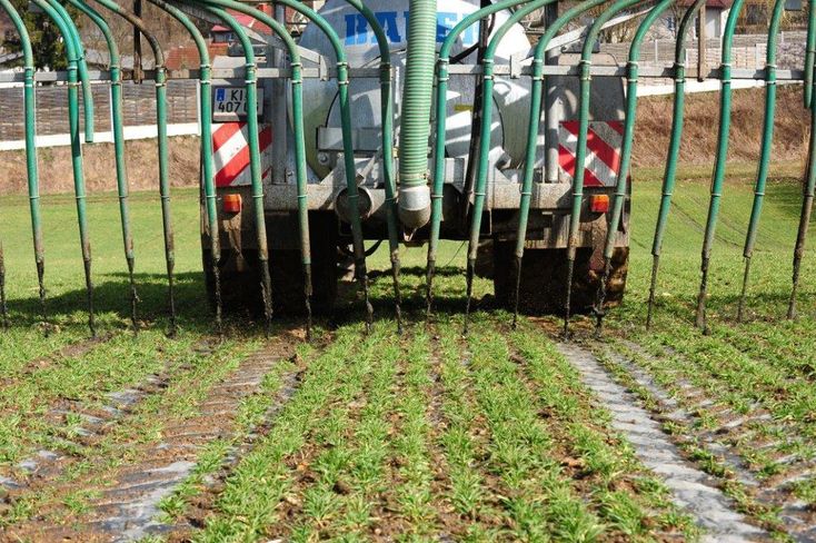 Düngegaben bei Getreide erfolgen zur Bestockung, zum Schossen und als Spätdüngung zum Ährenschieben. © agrarfoto Düngegaben bei Getreide erfolgen zur Bestockung, zum Schossen und als Spätdüngung zum Ährenschieben. © agrarfoto