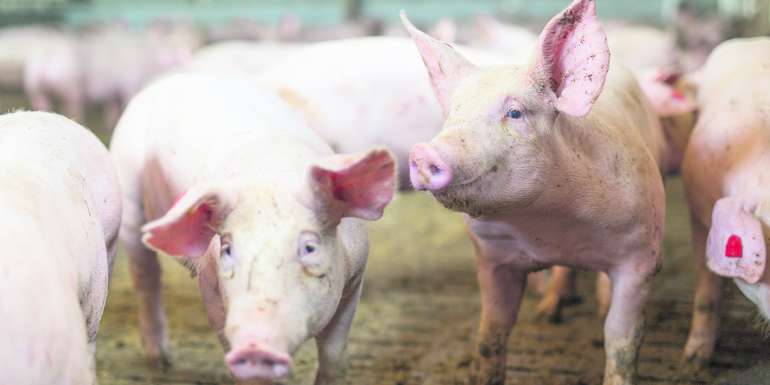 Tierversicherungen Mit dem Prämienzuschuss will man die Tierhalter in ihrer eigenen Risikovorsorge stärken. Einkommensverluste durch Tierseuchen lassen sich mit entsprechender Versicherung leichter abfedern. © fraukoeppel