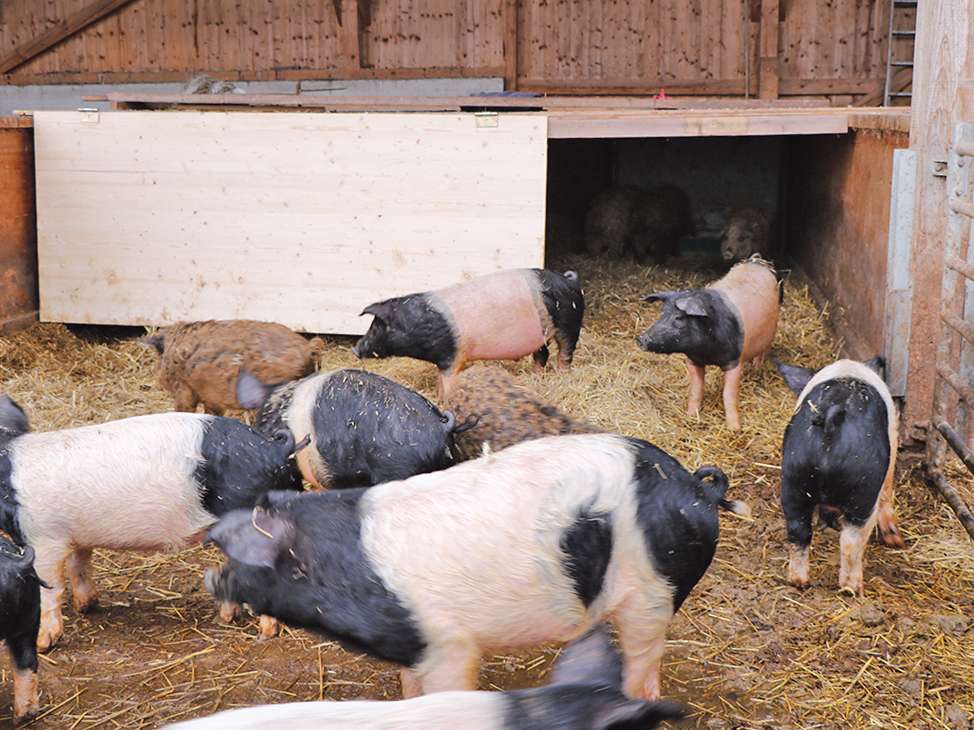 Im Offenfrontstall kann mit einer Klappe ein Schweineschlupf mit warmem Kleinklima geschaffen werden. © Kronreif