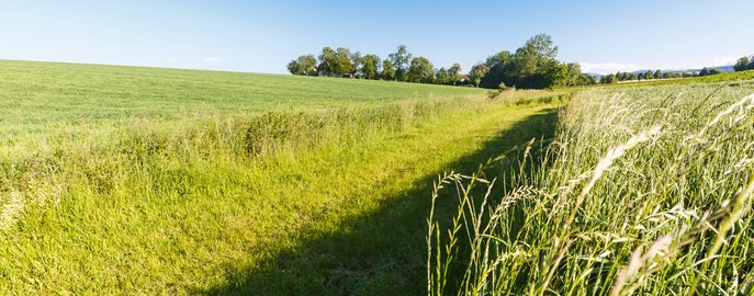 Recht Header Grundeigentum © Pflanzenproduktion / LK Oberösterreich