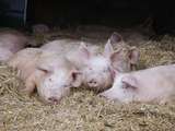 Auch das Stroh für die Schweine und Kalbinnen wird von den eigenen Flächen bezogen. © Kronreif