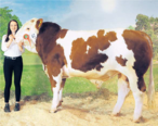 Rosenstolz, ein Rosenherz PP*-Sohn der LFS Althofen, wurde bei der letzten Fleischrindermesse 2017 Rassesieger der männlichen Fleckvieh-Fleisch-Tiere. © Matthias Auernig, kärntnerrind Rosenstolz, ein Rosenherz PP*-Sohn der LFS Althofen, wurde bei der letzten Fleischrindermesse 2017 Rassesieger der männlichen Fleckvieh-Fleisch-Tiere. © Matthias Auernig, kärntnerrind