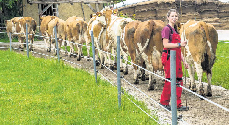 Im Frühjahr wird oft spät mit einer Beweidung begonnen. Das geringe Futterangebot ergänzt jedoch optimal die Fütterung im Stall. © agrarfoto Im Frühjahr wird oft spät mit einer Beweidung begonnen. Das geringe Futterangebot ergänzt jedoch optimal die Fütterung im Stall. © agrarfoto