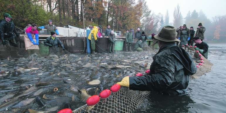 Die Karpfenteiche werden traditionell im Herbst oder Frühjahr abgefischt. © Florian Kainz/Archiv Aqua