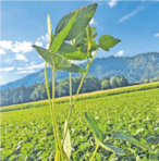 Phosphor, Kalium, Schwefel sind für die Ertragsbildung von Bedeutung. © LK Kärnten/Christine Petritz Phosphor, Kalium, Schwefel sind für die Ertragsbildung von Bedeutung. © LK Kärnten/Christine Petritz