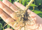 Der Stickstoffbedarf bei Leguminosen wird bis zu 80 % durch Knöllchenbakterien gedeckt. Diese binden Luftstickstoff und stehen der Pflanze zur Verfügung. © LK Kärnten/Christine Petritz Der Stickstoffbedarf bei Leguminosen wird bis zu 80 % durch Knöllchenbakterien gedeckt. Diese binden Luftstickstoff und stehen der Pflanze zur Verfügung. © LK Kärnten/Christine Petritz