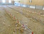 Das Tränkwasser von Hühnern hat in bakteriologischer Hinscht Trinkwasserqualität aufzuweisen. © LK OÖ/Christoph Zaussinger