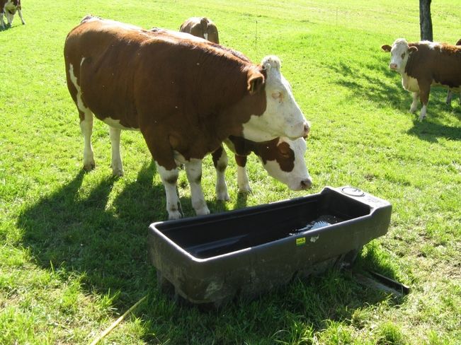 Wasserverbrauch Rinder.jpg