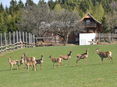 Farmwild © LK-Grabner