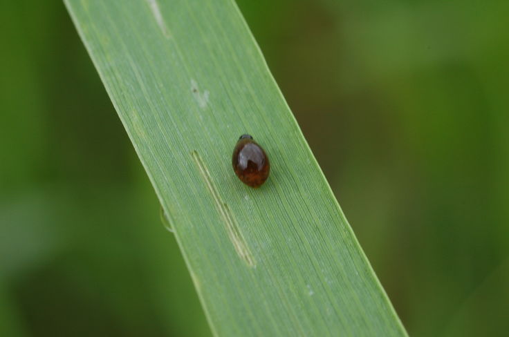 Getreidehähnchen Die vier Millimeter großen Käfer fressen im zeitigen Frühjahr das Getreide schlitzförmig an. © LK NÖ/Schally