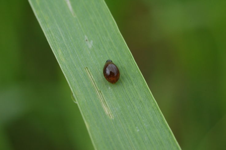 Getreidehähnchen Die vier Millimeter großen Käfer fressen im zeitigen Frühjahr das Getreide schlitzförmig an. © LK NÖ/Schally Getreidehähnchen Die vier Millimeter großen Käfer fressen im zeitigen Frühjahr das Getreide schlitzförmig an. © LK NÖ/Schally