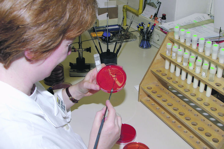 Das Ergebnis einer bakteriologischen Milchuntersuchung ist die Basis für eine erfolgreiche Mastitisbehandlung und für das selektive Trockenstellen. © agrarfoto.com Das Ergebnis einer bakteriologischen Milchuntersuchung ist die Basis für eine erfolgreiche Mastitisbehandlung und für das selektive Trockenstellen. © agrarfoto.com