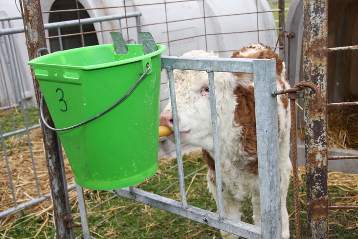 Wegen Infektionsgefahr darf man Milch von Kühen mit Staph. aureus und Strep. agalactiae Infektionen nicht an weibliche Kälber verfüttern, um deren Eutergesundheit zu schützen. © LK NÖ/Paula Pöchlauer Kozel Wegen Infektionsgefahr darf man Milch von Kühen mit Staph. aureus und Strep. agalactiae Infektionen nicht an weibliche Kälber verfüttern, um deren Eutergesundheit zu schützen. © LK NÖ/Paula Pöchlauer Kozel