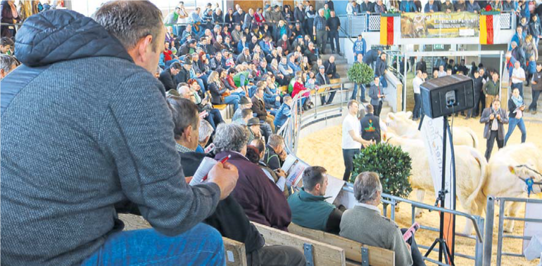 Die Rasse Charolais war die am stärksten vertretene Rasse bei der Fleischrindermesse. © LK Kärnten/Bernhard Prunner Die Rasse Charolais war die am stärksten vertretene Rasse bei der Fleischrindermesse. © LK Kärnten/Bernhard Prunner