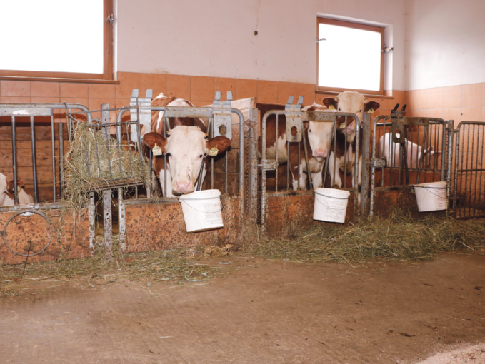 Die Milch wird vorwiegend an die Kälber und Jungstiere verfüttert. Ein Teil wird jedoch auch von Bäuerin Karin veredelt. © Kronreif