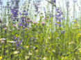 Biodiversitätsflächen1 © LK Kärnten/KB Archiv