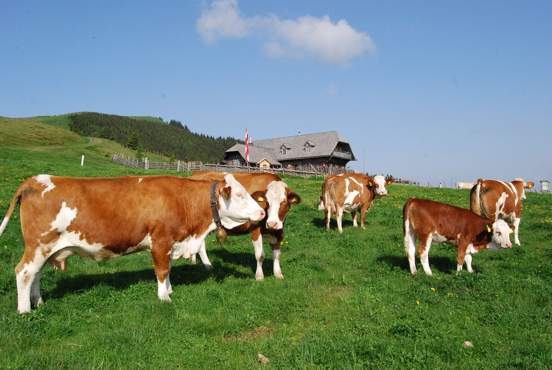 Kühe auf der Weide © LK Steiermark / Grabner