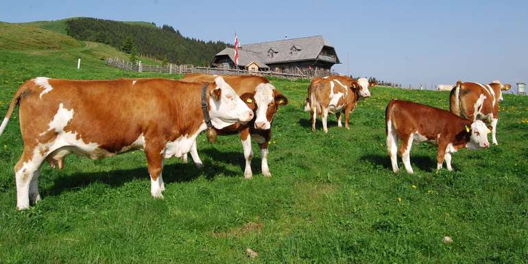 Kühe auf der Weide_LK Grabner.jpg © LK Steiermark / Grabner
