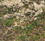 Der Rindermist wurde im Herbst ausgebracht, somit wird die Futterverschmutzung reduziert. © LK Kärnten/Hans Egger Der Rindermist wurde im Herbst ausgebracht, somit wird die Futterverschmutzung reduziert. © LK Kärnten/Hans Egger