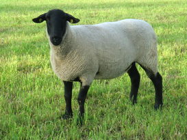 Suffolk © Steirischer Schaf- und Ziegenzuchtverband