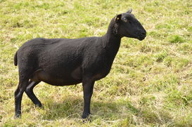 Jura © Kärntner Schaf- und Ziegenzuchtverband
