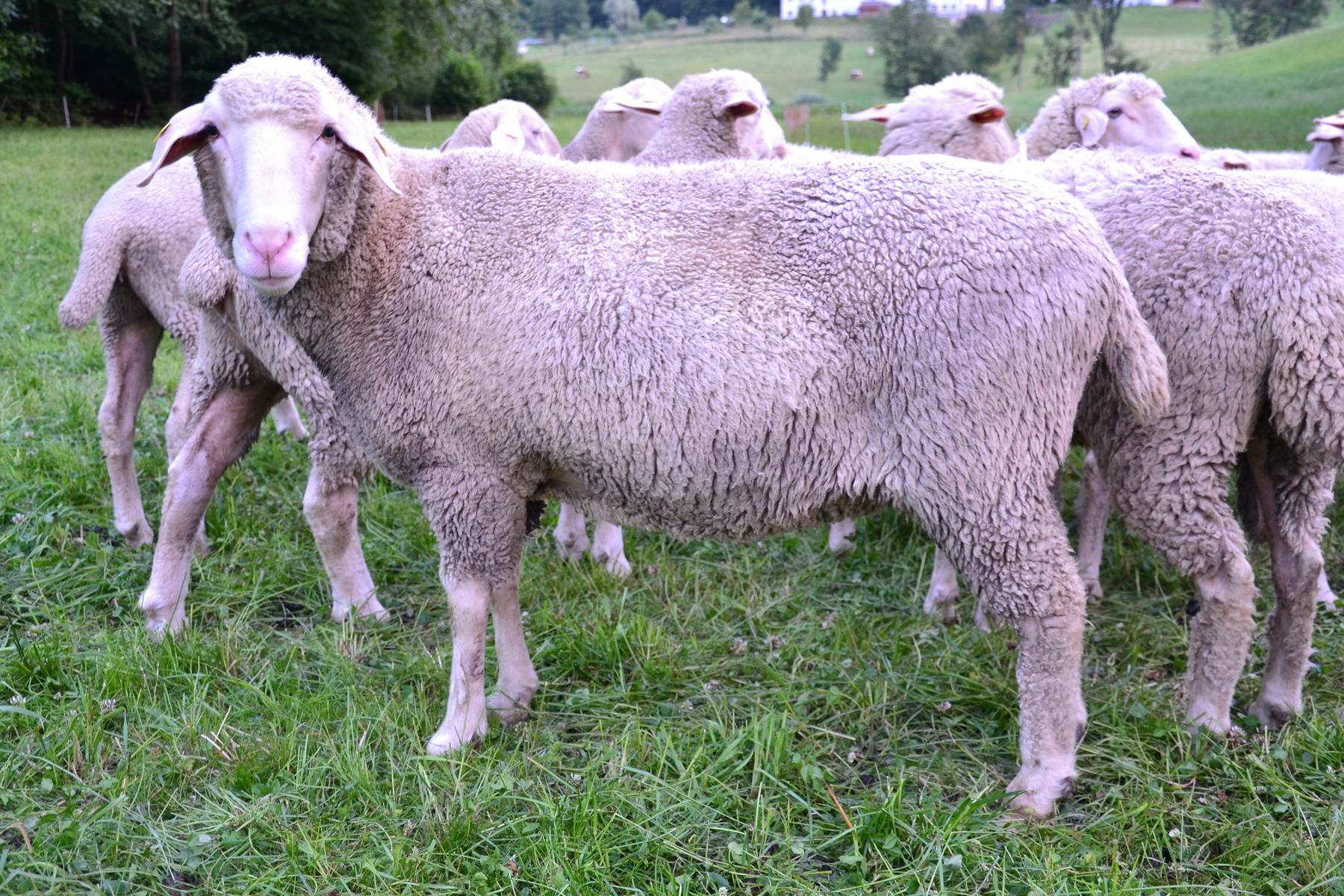 Merinolandschaf © LV für Schafzucht und Haltung OÖ