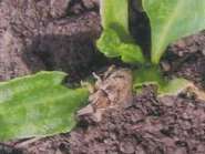 Rübenpflanzerl.jpg © NÖ LK Rübenpflanzerl.jpg © NÖ LK