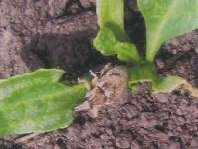 Rübenpflanzerl.jpg © NÖ LK Rübenpflanzerl.jpg © NÖ LK