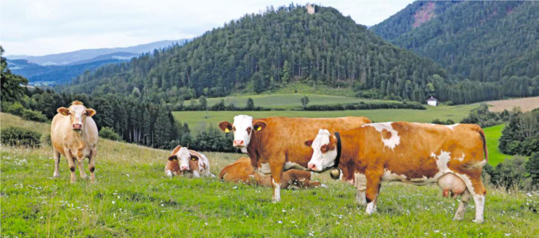 Für BVD-virusfreie Betriebe ist die Weidebescheinigung auch heuer noch gültig. Nicht anerkannte BVD-freie Betriebe brauchen weiterhin eine Einzelbescheinigung. © Rolanda Gruber