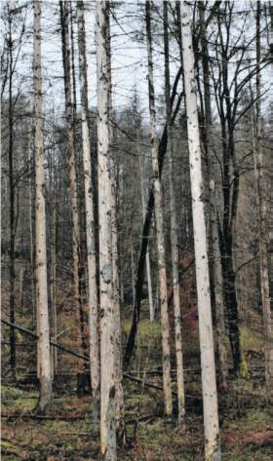 Trauriges Waldbild ? auf großer Fläche nur mehr tote Bäume. Seit 2014 sind hier die Schäden explodiert. © Schmiedler
