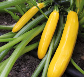 Gemüse des Jahres: Zucchini "Jeanny" © Volmary