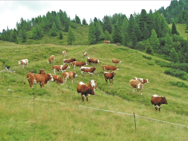 Gezielte Maßnahmen führen zum Erhalt der Weideflächen © Maschinenring Salzburg