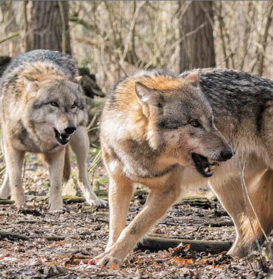 In Europa ist ein günstiger Erhaltungszustand bei diesen Raubtieren erreicht. © LK Steiermark / Forst In Europa ist ein günstiger Erhaltungszustand bei diesen Raubtieren erreicht. © LK Steiermark / Forst