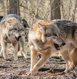 In Europa ist ein günstiger Erhaltungszustand bei diesen Raubtieren erreicht. © LK Steiermark / Forst