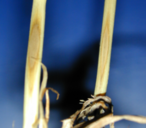 Befallene Weizenhalme mit Halmbruch (Pseudocercosporella herpotrichoides) © LK Ö/Vitore Shala-Mayrhofer
