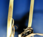 Befallene Weizenhalme mit Halmbruch (Pseudocercosporella herpotrichoides) © LK Ö/Vitore Shala-Mayrhofer Befallene Weizenhalme mit Halmbruch (Pseudocercosporella herpotrichoides) © LK Ö/Vitore Shala-Mayrhofer