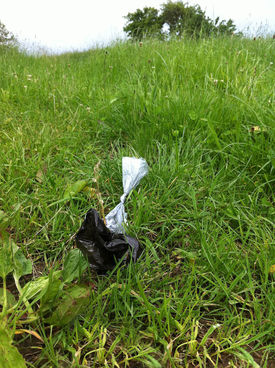 Gefüllte Gackisackerl landen leider immer wieder in den Wiesen. Nehmen Rinder das Plastik auf, kann das sogar ihren Tod bedeuten. © LK Salzburg