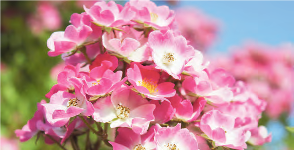 Ungefüllte Rosen werden von Bienen und Schmetterlingen gerne besucht. © LK Kärnten/Gabriele Schrott-Moser Ungefüllte Rosen werden von Bienen und Schmetterlingen gerne besucht. © LK Kärnten/Gabriele Schrott-Moser