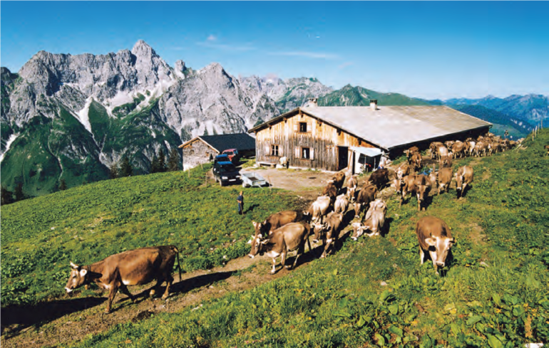 Kommt es zu einem vermehrten Auftrieb von Rindern, hat dies ab heuer keine Auswirkung mehr auf die Zahlungsansprüche. © LK Kärnten/Archiv Kärntner Bauer Kommt es zu einem vermehrten Auftrieb von Rindern, hat dies ab heuer keine Auswirkung mehr auf die Zahlungsansprüche. © LK Kärnten/Archiv Kärntner Bauer