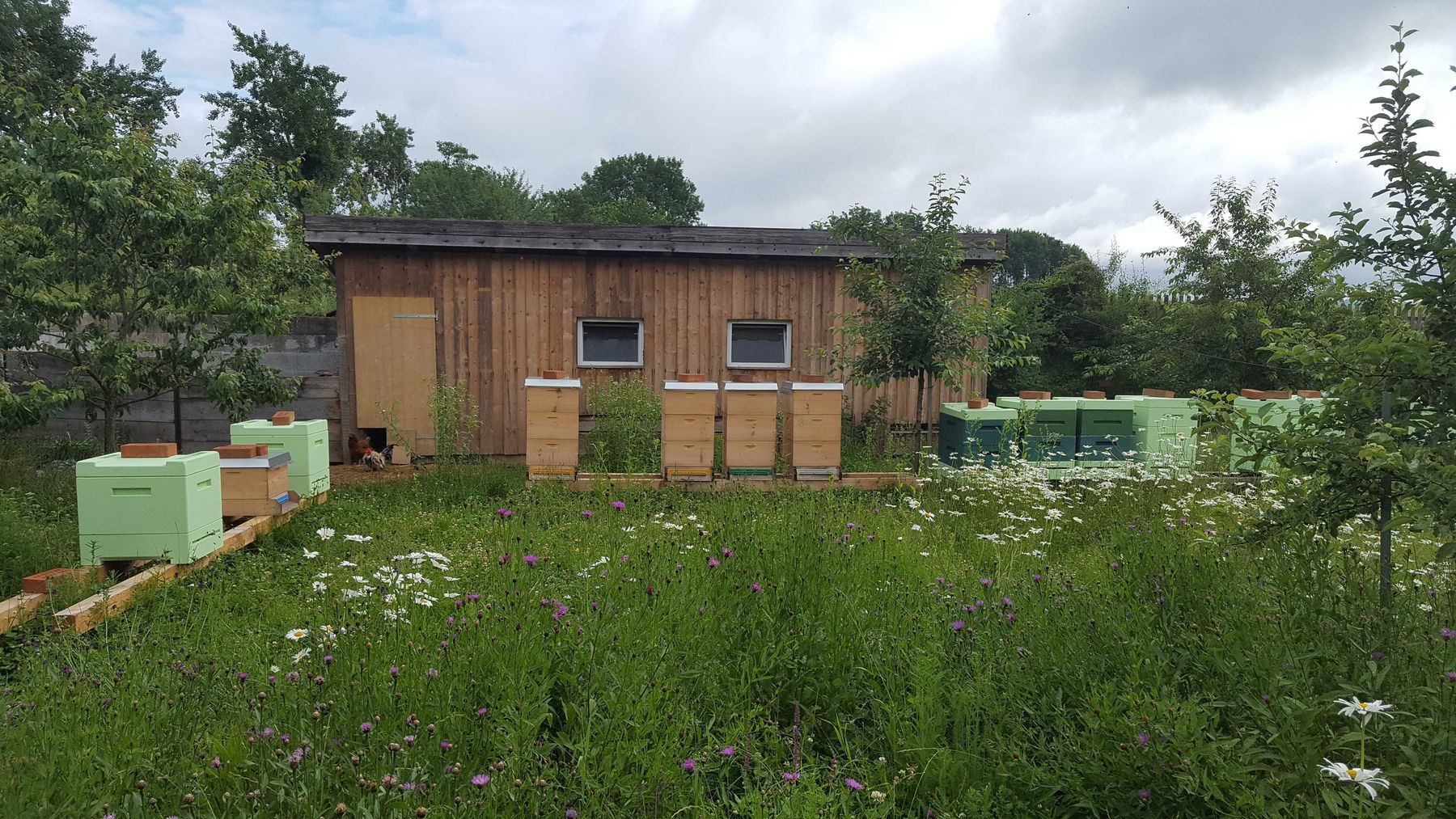 Bienenstand_zu_Hause_im_Garten_II_Imkerei_Eder.jpg © Imkerei Eder Bienenstand_zu_Hause_im_Garten_II_Imkerei_Eder.jpg © Imkerei Eder