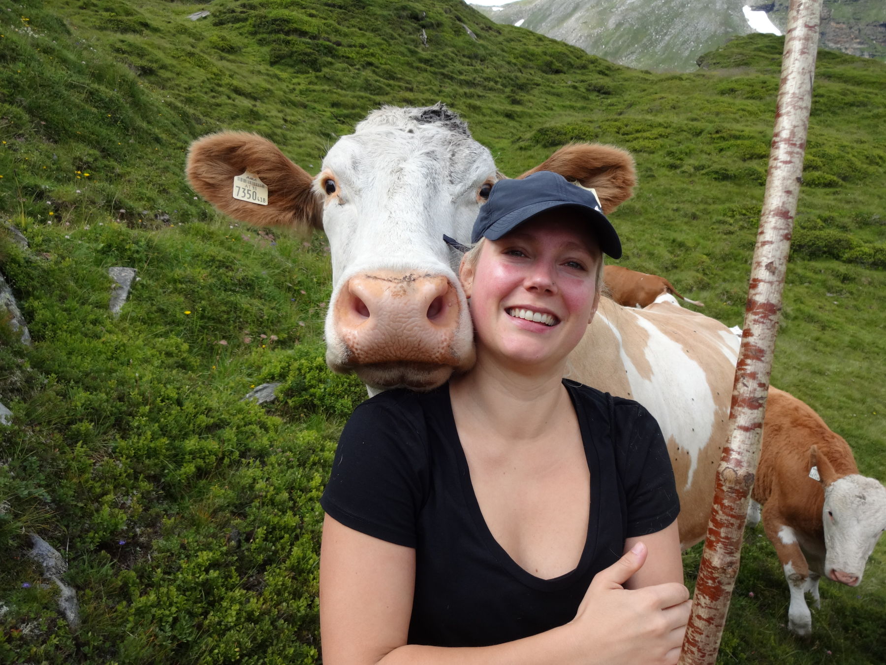 "Ein Besuch bei Kuh Elsa auf der Diesbachalm in Rauris." © Salzburger Bauer/Brandner
