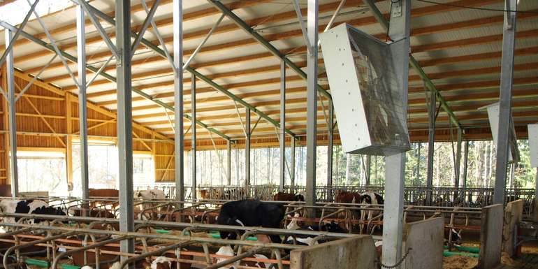 Hitzestress durch auf die Liegeboxen ausgerichtete Ventilatoren mildern. © Groißmayer/LK Niederösterreich