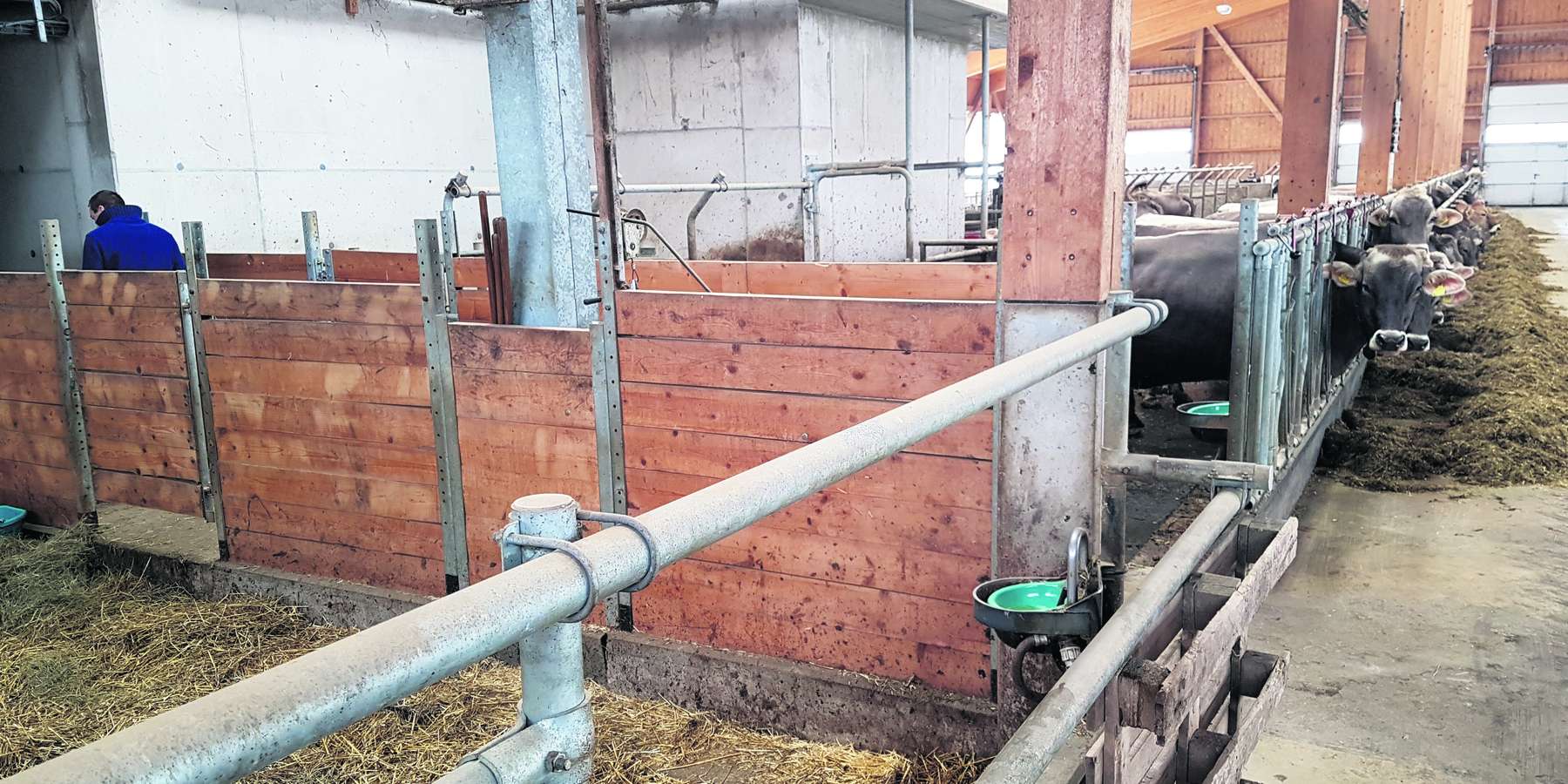 Rund um die Abkalbung brauchen Kühe viel Wasser. Ein Selbsttränker in der Abkalbebox ist zu wenig. © Horn/LK Niederösterreich