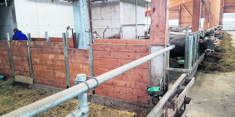 Rund um die Abkalbung brauchen Kühe viel Wasser. Ein Selbsttränker in der Abkalbebox ist zu wenig. © Horn/LK Niederösterreich Rund um die Abkalbung brauchen Kühe viel Wasser. Ein Selbsttränker in der Abkalbebox ist zu wenig. © Horn/LK Niederösterreich