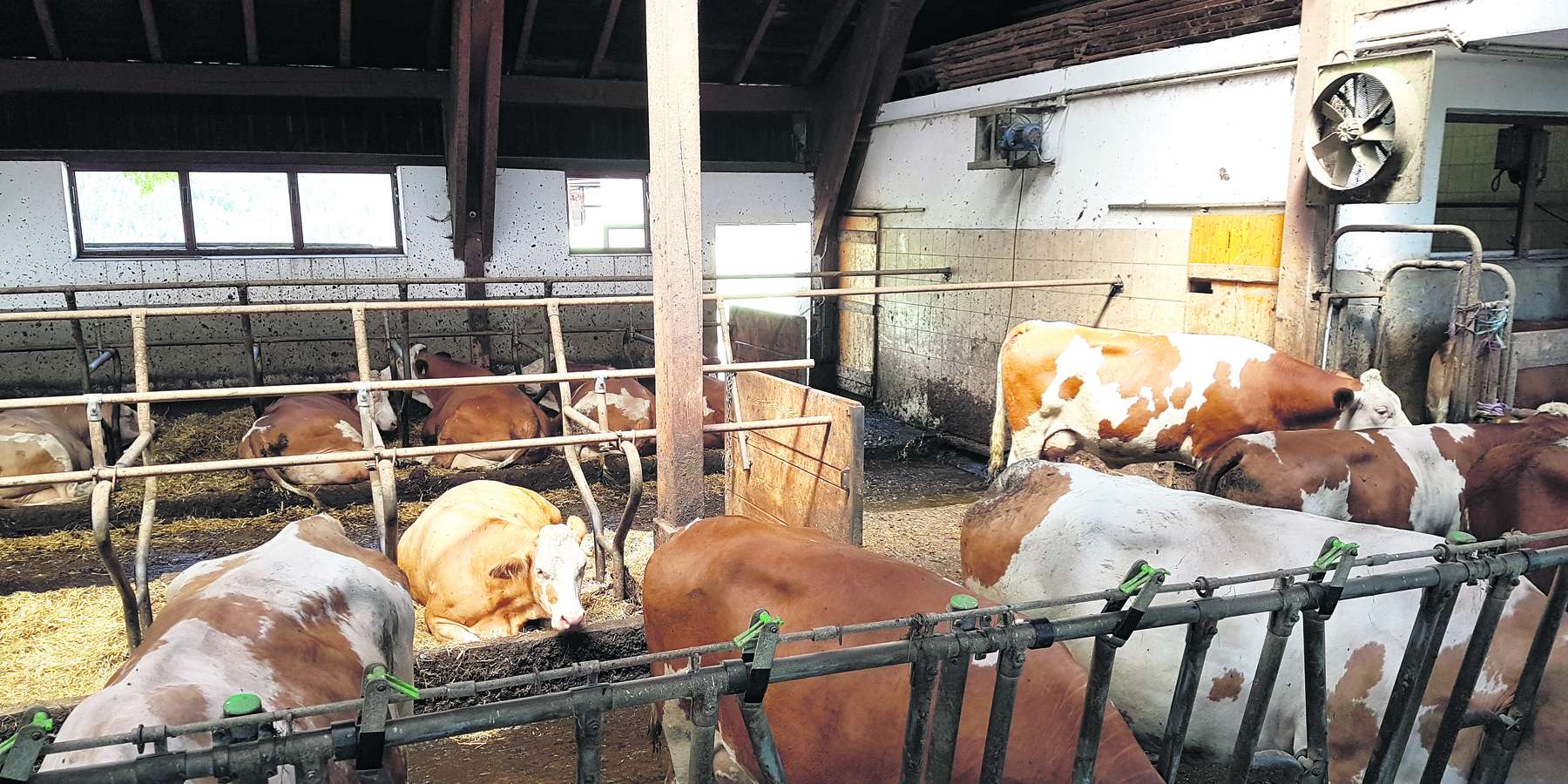 Der Ventilator bläst über die Kühe hinweg. Die geschlossene Trennwand bremst die Luftbewegung im Liegebereich. © Marco Horn/LK Niederösterreich